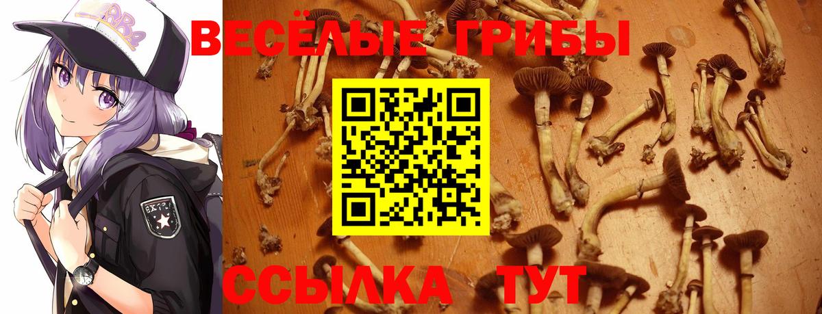 Псилоцибиновые грибы Cubensis  Вход с VPN  Кисловодск 